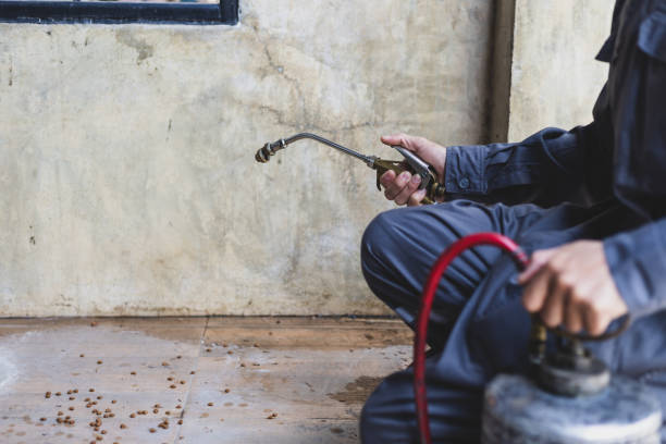 Wasp Removal Services in Ojai, CA